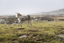 Дикая белая лошадь — стоковое фото