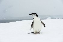 Chinstrap Pinguim andando em queda de neve — Fotografia de Stock