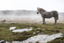 Дикий білий кінь — стокове фото