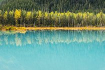 Autumn colors of Birch trees — Stock Photo