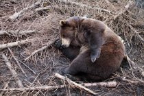 Спящий медведь гризли — стоковое фото