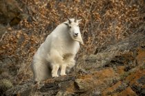 Mountain goat standing — Stock Photo