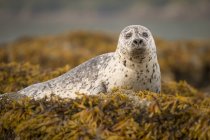 Harbour seal pup — Stock Photo