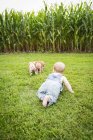 Младенец играет с маленькими поросятами на ферме в северо-восточной Айове летом; Айова, США — стоковое фото