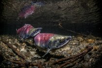 Нерестящаяся пара лосося — стоковое фото