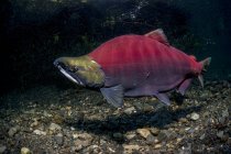 Mature Sockeye Salmon — Stock Photo