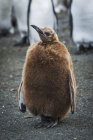 Oakum ragazzo re pinguino — Foto stock