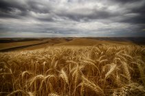 Campi di grano dorato — Foto stock
