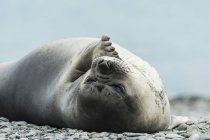 Weddell seal laying — Stock Photo