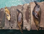 Vista superior de leões-marinhos dormindo nos degraus do porto — Fotografia de Stock