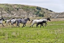 Дикі коні біжать над травою — стокове фото