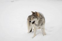 Weiblicher Tundra-Wolf — Stockfoto