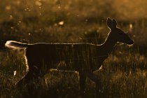 Mule deer at sunset — Stock Photo