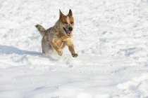 Cão de salto vermelho — Fotografia de Stock