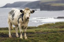 Nahaufnahme einer Kuh auf einer grasbewachsenen Klippe — Stockfoto