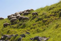 Овцы пасутся на склоне холма — стоковое фото
