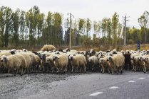 Flock of sheep on road — Stock Photo