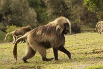 Mono Gelada caminando por el suelo - foto de stock