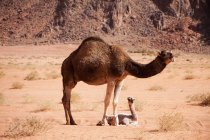Bebé camello y madre - foto de stock
