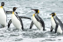 Roi pingouins jouer — Photo de stock