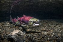 Sockeye Salmon positioned  over redd — Stock Photo