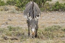 Grevy zebra de pé na grama — Fotografia de Stock