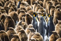 Colonia de pingüinos rey - foto de stock