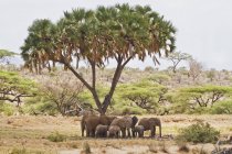 Африканские слоны стоят — стоковое фото
