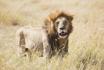 Leone maschio in piedi in erba — Foto stock