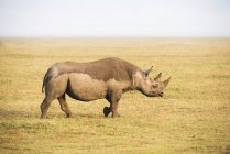 Чёрный носорог идёт — стоковое фото