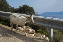 Goat walking beside — Stock Photo