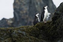 Пингвины Чинстрепа стоят — стоковое фото