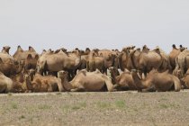 Camellos bactrianos (Camelus bactrianus), desierto de Gobi, provincia de Gobi del Sur; Mongolia - foto de stock