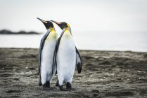 Dos pingüinos rey - foto de stock