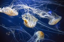 Medusas bajo el agua - foto de stock