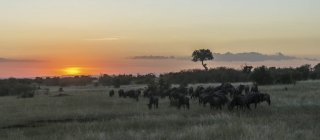 Стадо мигрирующих антилоп — стоковое фото