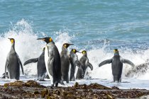 Pingüinos rey en el surf - foto de stock