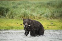 Brown bear fishing in water — Stock Photo
