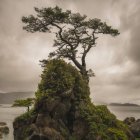 Дерево стоїть на самоті на скелястому пагорбі — стокове фото
