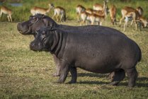 Due ippopotami che mangiano erba — Foto stock
