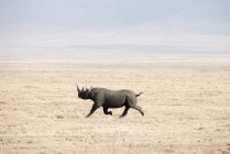 Rinoceronte negro corriendo - foto de stock