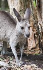 Grey kangaroo by tree — Stock Photo