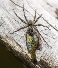 Brownish-grey fishing spider — Stock Photo