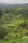 Bali Arroz Terrazas - foto de stock