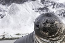 Elephant seal smile — Stock Photo