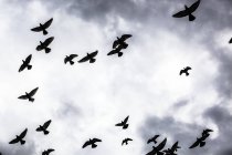 Bando de aves silhuetas — Fotografia de Stock