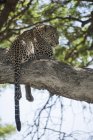Léopard reposant dans l'arbre — Photo de stock