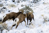 Três carneiros Bighorn butting cabeças — Fotografia de Stock