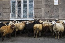 Стадо овец на улице — стоковое фото