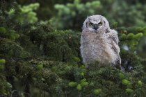 Great Horned Owl — Stock Photo
